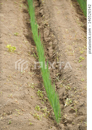A photograph of a field of newly transplanted leeks in Atsusabetsu Town, Hokkaido, in early summer. A photograph of a field of newly transplanted leeks in Atsusabetsu Town, Hokkaido, in early summer. 140526542