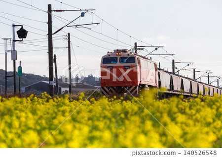 A close-up of the E316 electric locomotive of the Taiwan Railways Administration (TRA) passing through a field of golden rapeseed flowers on the Miaoli-Tongxiao Western Trunk Line (Coastal Line). A close-up of the E316 electric locomotive of the Taiwan Railways Administration (TRA) passing through a field of golden rapeseed flowers on the Miaoli-Tongxiao Western Trunk Line (Coastal Line). 140526548
