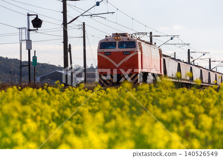 苗栗通霄西部幹線海線台鐵E316電力機車頭穿越金黃油菜花田特寫 苗栗通霄西部幹線海線台鐵E316電力機車頭穿越金黃油菜花田特寫 140526549