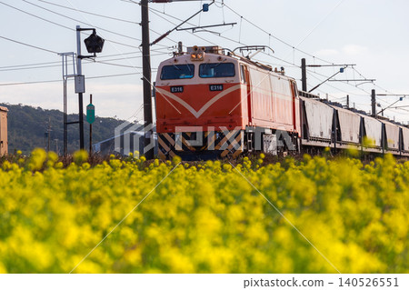 A close-up of the E316 electric locomotive of the Taiwan Railways Administration (TRA) passing through a field of golden rapeseed flowers on the Miaoli-Tongxiao Western Trunk Line (Coastal Line). 140526551