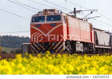 苗栗通霄西部幹線海線台鐵E316電力機車頭穿越金黃油菜花田特寫 140526555