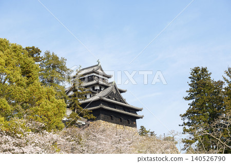 A scene of Matsue Castle surrounded by cherry blossoms against a clear spring sky. 140526790