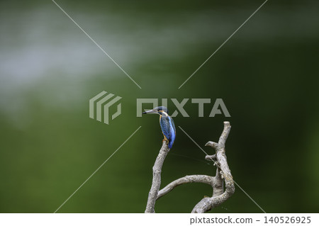 在水邊的金魚 在水邊的金魚 140526925