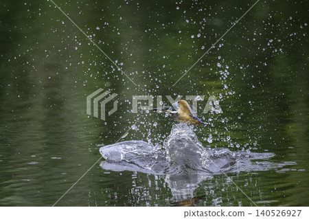 在水邊的金魚 在水邊的金魚 140526927