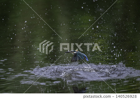 在水邊的金魚 在水邊的金魚 140526928