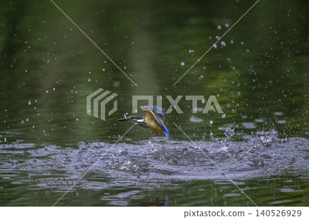 在水邊的金魚 在水邊的金魚 140526929