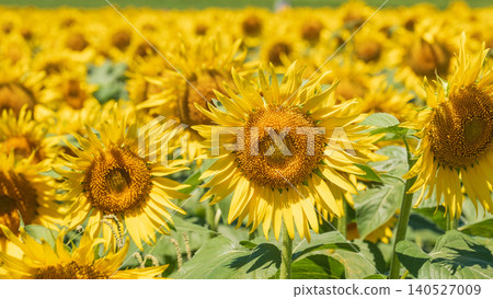 Sunflower field (Tsunan Sunflower Square) 140527009