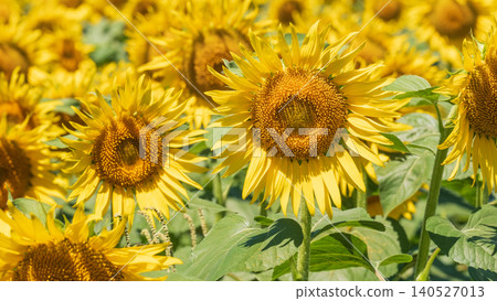 Sunflower field (Tsunan Sunflower Square) Sunflower field (Tsunan Sunflower Square) 140527013