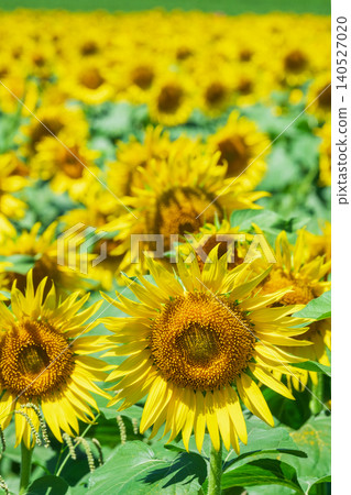 Sunflower field (Tsunan Sunflower Square) Sunflower field (Tsunan Sunflower Square) 140527020