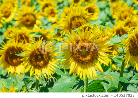 Sunflower field (Tsunan Sunflower Square) Sunflower field (Tsunan Sunflower Square) 140527022