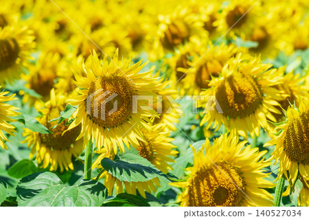Sunflower field (Tsunan Sunflower Square) 140527034