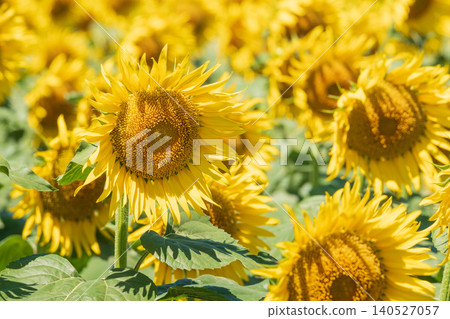 Sunflower field (Tsunan Sunflower Square) Sunflower field (Tsunan Sunflower Square) 140527057