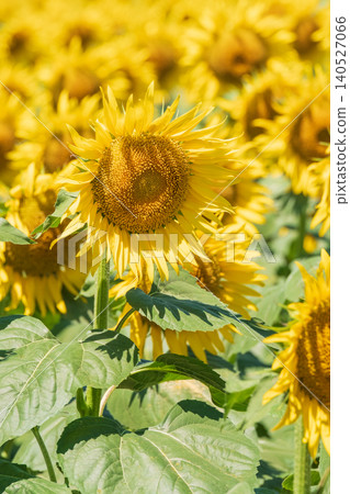 Sunflower field (Tsunan Sunflower Square) Sunflower field (Tsunan Sunflower Square) 140527066