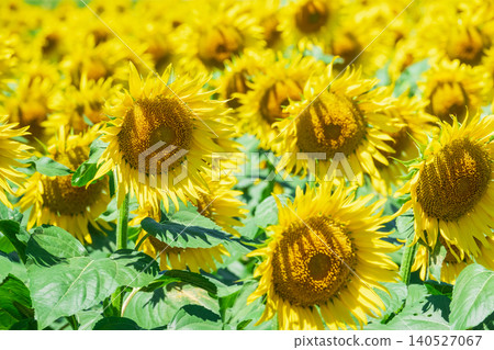 Sunflower field (Tsunan Sunflower Square) Sunflower field (Tsunan Sunflower Square) 140527067