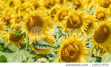 Sunflower field (Tsunan Sunflower Square) Sunflower field (Tsunan Sunflower Square) 140527070