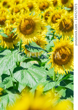 Sunflower field (Tsunan Sunflower Square) 140527073