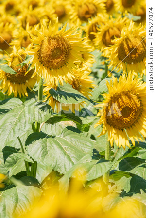 Sunflower field (Tsunan Sunflower Square) Sunflower field (Tsunan Sunflower Square) 140527074