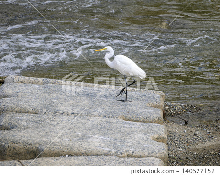 Great egret walking across a weir Great egret walking across a weir 140527152