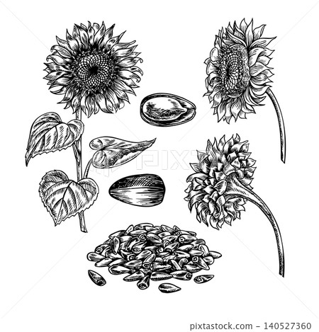 Set with sunflowers. Handmade black and white vector graphics. Sunflower flowers and seeds on a white background. Element of design for postcards, packaging and labels, posters, banners, and more. 140527360