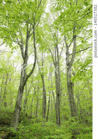 Fresh greenery and beech forest 140527382