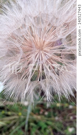 Close-up view of a dandelion seed head with fine feathery details. Close-up view of a dandelion seed head with fine feathery details. 140527443