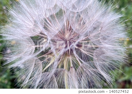 Close-up view of a dandelion seed head with fine feathery details. Close-up view of a dandelion seed head with fine feathery details. 140527452