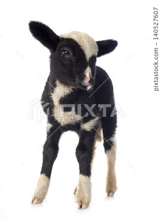 young lamb young lamb 140527607