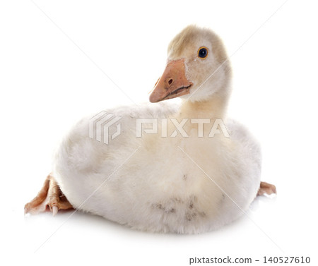gosling 140527610