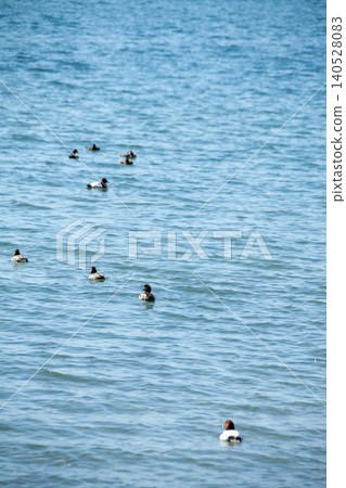 Flocks of seabirds floating on the sea Flocks of seabirds floating on the sea 140528083
