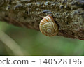 A striped snail clinging to the railing ~ Front view 140528196