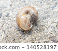 Brown snail - underside 140528197