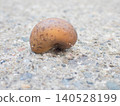 Brown snail - back 140528199