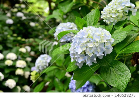 hydrangea hydrangea 140528273