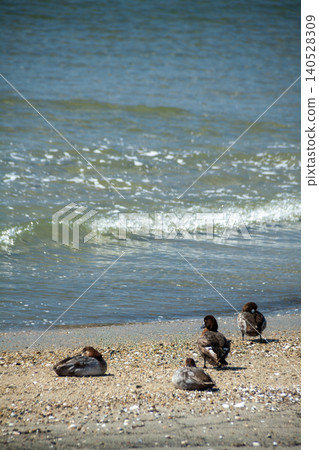 Waterfowl relaxing on the beach (Black-winged Bush Warbler) Waterfowl relaxing on the beach (Black-winged Bush Warbler) 140528309