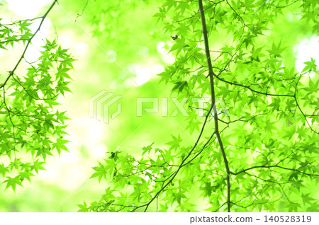 Fresh green season 140528319