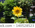 sunflower sunflower 140528523