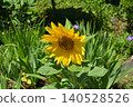 sunflower sunflower 140528526