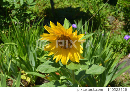sunflower sunflower 140528526