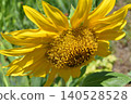 Sunflower, capitulum (inflorescence) Sunflower, capitulum (inflorescence) 140528528