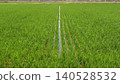 Rice paddies during the rainy season Rice paddies during the rainy season 140528532