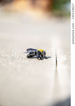 Close-up profile macro shot of a black carpenter bee with yellow thorax resting on a light stone surface with creamy bokeh. Tropical insect detail, Vietnam. 140528627