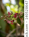 A close-up of a crepe myrtle branch with fresh pink blossoms and round buds just beginning to open, set against a soft bokeh green background. 140528647