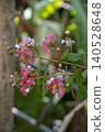 A crepe myrtle branch loaded with vibrant pink and light lavender blossoms and yellow stamens, photographed against a blurred garden background with dappled light. 140528648