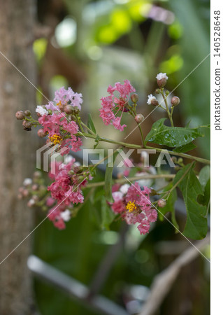 A crepe myrtle branch loaded with vibrant pink and light lavender blossoms and yellow stamens, photographed against a blurred garden background with dappled light. A crepe myrtle branch loaded with vibrant pink and light lavender blossoms and yellow stamens, photographed against a blurred garden background with dappled light. 140528648