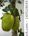 Two large jackfruits hanging directly from the trunk of a tree, their bumpy green skin glistening after rain. Glossy dark leaves frame the heavy fruit against a white wall. 140528649