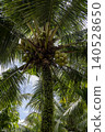 A dramatic upward-angle shot looking into the crown of a coconut palm, revealing multiple clusters of green coconuts nestled among radiating fronds against a bright blue sky. 140528650