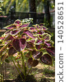A vivid coleus plant with large burgundy-purple leaves edged in bright chartreuse green, growing in a sunny garden bed. A palm tree and wooden fence are visible in the background. 140528651