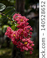 A dense, vibrant cluster of hot-pink crepe myrtle flowers with bright yellow stamens in full bloom, backlit by sunlight. A bee is visible in mid-flight to the lower left. 140528652