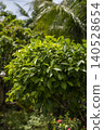 A dense rounded shrub with glossy oval leaves covered in fresh raindrops, photographed in bright sunlight against a blurred garden background with palm trees and string lights. 140528654