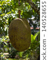 A single large jackfruit hangs from a branch on a short thick stem. Its textured yellow-green skin with hexagonal patterns is sharp against a soft bokeh garden background. 140528655